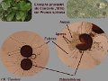Erysiphe prunastri-amf1992
